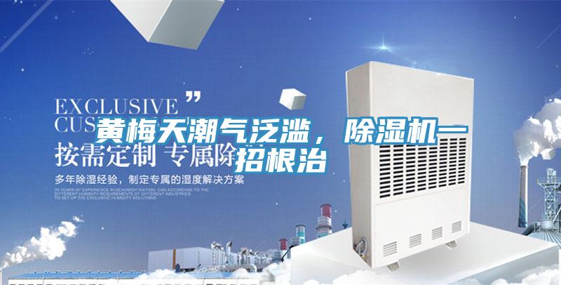 黃梅天潮氣泛濫,除濕機一招根治